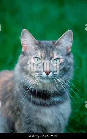 Norwegian Forest Cat, blue-silver-torbie Stock Photo