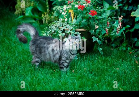Norwegian Forest Cat, silver tabby mackerel Stock Photo