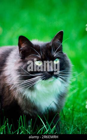 Norwegian Forest Cat, black-smoke-white Stock Photo