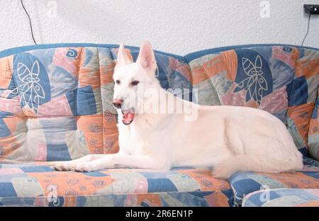 White Shepherd Dog, White Swiss Shepherd Dog, Berger de Suisse, AC White Shepherd Dog, sideways Stock Photo