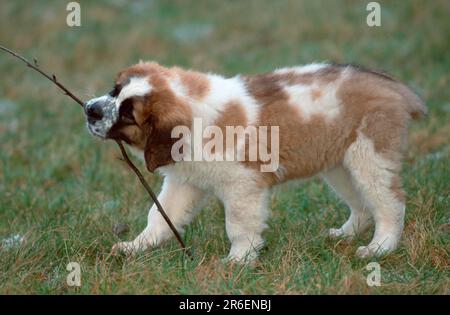 St. Bernard, puppy, 11 weeks, playing with branch, St. Bernard dog Stock Photo