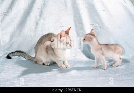 Singapura cat and kitten, 6 weeks Stock Photo