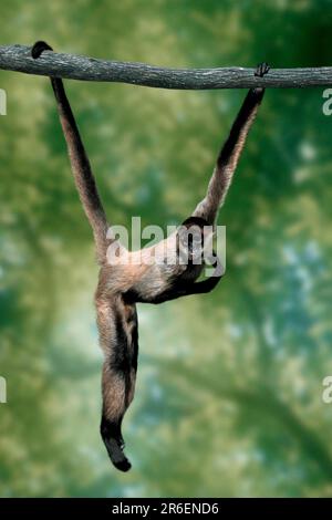 Black-handed Spider Monkey (Ateles geoffroyi), geoffroy's spider monkey, lateral, side Stock Photo