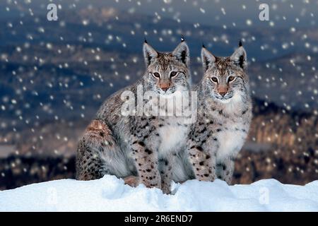 Lynx (Lynx lynx) in winter Stock Photo