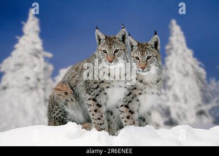 Lynx in winter, eurasian lynx (Lynx lynx) in winter (animals) (outside) (outdoor) (Europe) (snow) (snow) (winter) (adult) (landscape) (horizontal) Stock Photo