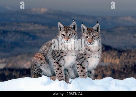 Lynx in winter, eurasian lynx (Lynx lynx) in winter (animals) (outside) (outdoor) (Europe) (snow) (snow) (sit) (sitting) (adult) (pair) (pair) (two) Stock Photo