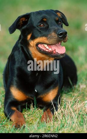 Rottweiler (animals) (outdoor) (frontal) (head-on) (from the front) (meadow) (black) (black) (panting) (smiling) (lying) (lying) (adult) (mammals) Stock Photo