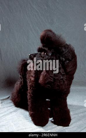 Miniature Poodle, black, puppy-clip, show hairstyle, Miniature Poodle, black, puppy-clip, ready for show (animals) (frontal) (head-on) (from the Stock Photo