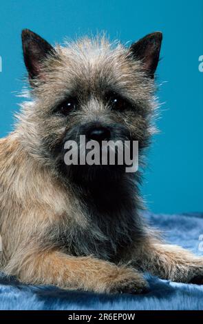 Cairn Terrier, Wheaten, Cairn Terrier, wheaten (animals) (indoor) (studio) (portrait) (lie) (lying) (adult) (mammals) (mammals) (pet) (pet dog) Stock Photo