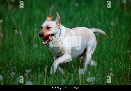 Labrador Retriever, yellow, running through meadow, Labrador Retriever, running through meadow (animals) (outdoor) (outdoor) (meadow) (summer) Stock Photo