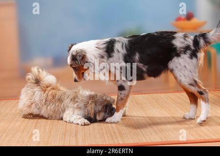 Australian shepherd hot sale shih tzu