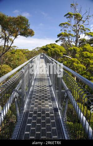 Treetop Walk, Tree Top Walk, Tingletrees Walpole Nornalup National Park, Western Australia, Australia Stock Photo