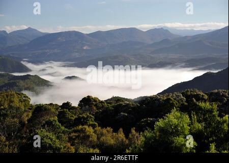 Rainforest, West Coast Range, Tasmania, West Coast Range, Australia Stock Photo