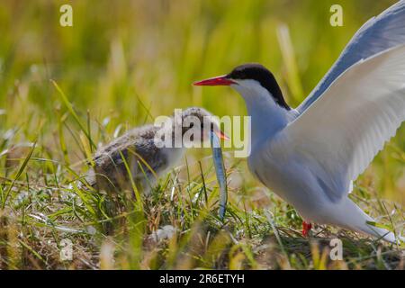 Arctic Tern (Sterna paradisaea) with chick and sandeel, Iceland, side Stock Photo