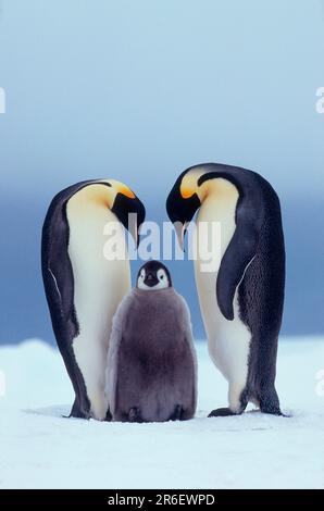 Emperor penguin with young, Cape Norwegia (Aptenodytes foresteri ...
