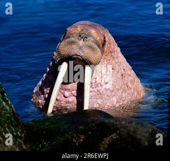 Skull of walrus (Odobenus rosmarus), Manitoba Museum, Winnipeg, Manitoba,  Canada Stock Photo - Alamy