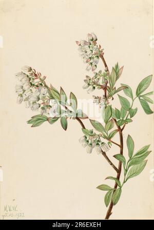 Highbush Blueberry (Vaccinium corymbosum). Date: 1922. Watercolor on paper. Museum: Smithsonian American Art Museum. Stock Photo