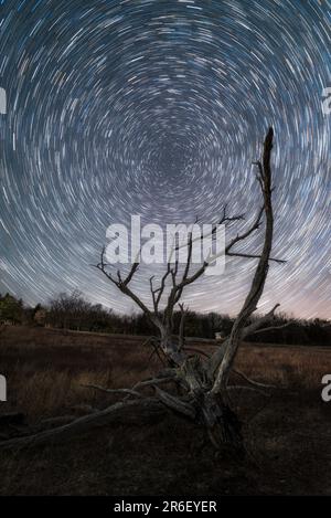 Star trails twirl in the night sky over a long dead tree in Big Meadows of Shenandoah National Park, Virginia. Stock Photo