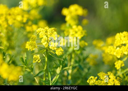 Euphorbia virgata, commonly known as leafy spurge, wolf's milk leafy spurge, or wolf's milk is a species of spurge native to Europe and Asia, and intr Stock Photo