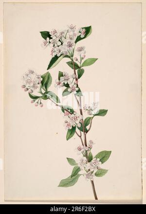 Red Chokeberry (Aronia arbutifolia). Date: ca. 1920s. Watercolor on paper. Museum: Smithsonian American Art Museum. Stock Photo