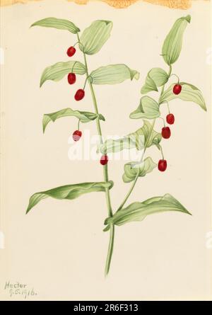 Clasping Twisted Stalk (Streptopus amplexifolius). Date: 1916. Watercolor on paper. Museum: Smithsonian American Art Museum. Stock Photo