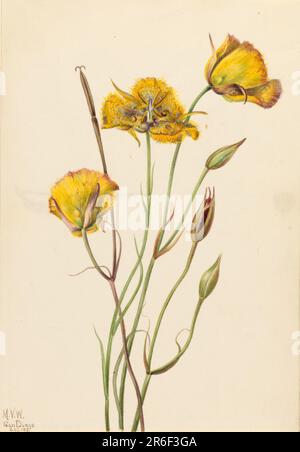 San Diego Mariposa (Calochortus weedii). Watercolor on paper. Date: 1925. Museum: Smithsonian American Art Museum. Stock Photo