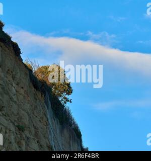 Looking up at a tree on the edge of a chalk cliff Stock Photo