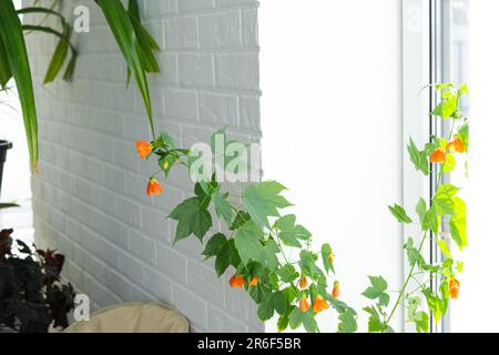 Flowering orange bell flower Abutilon close-up, a ropeberry from the Malvaceae family. Care and cultivation of domestic plants on the windowsill. Stock Photo