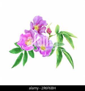 Watercolor illustration of pink rosehip flower isolated on white ...