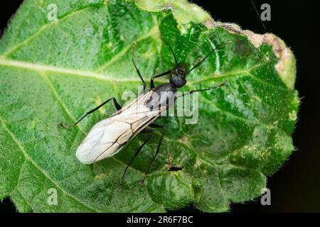 Winged soldier ant, Coponotus compressus at Satara, Maharashtra, India Stock Photo