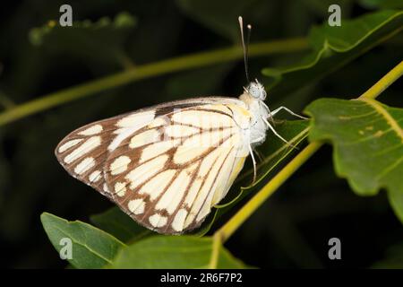 Pioneer butterfly, Belenois aurota at Satara, Maharashra, India Stock Photo
