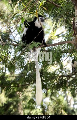 Mantled guereza (Colobus guereza). This colobus monkey lives in troops consisting of one adult male and several females who inhabit territories of aro Stock Photo