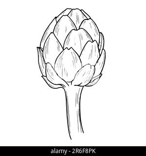 Artichoke botanical hand drawn Isolated vector illustration. Organic vegetarian product. Artichoke symbol applicable for restaurant menu or packaging, Stock Photo