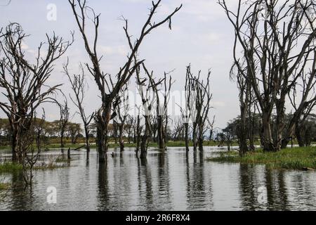 flooded landscape, Amboseli National Park, Kenya Stock Photo