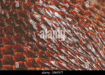 Snake skin abstract texture showing the reptile scales as a simple  background Stock Photo - Alamy