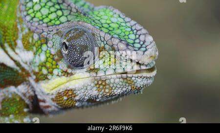 June 9, 2023, Odessa oblast, Ukraine, Eastern Europe: Portrait of Bright Panther chameleon (Furcifer pardalis) with open mouth (Credit Image: © Andrey Nekrasov/ZUMA Press Wire) EDITORIAL USAGE ONLY! Not for Commercial USAGE! Stock Photo