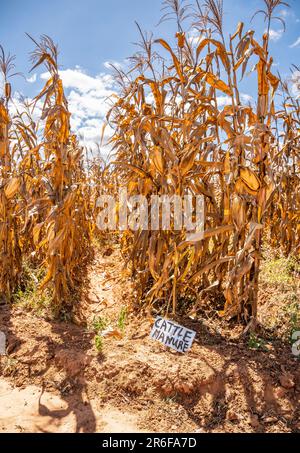 Maize plot (post-harvest) in Malawi with a sign indicating treatment with cattle manure. Stock Photo