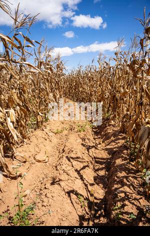 Deep-bed farming (conservation agrciulture) plot with post-harvest maize in Malawi Stock Photo