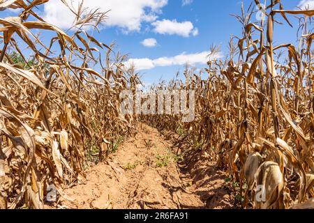 Deep-bed farming (conservation agrciulture) plot with post-harvest maize in Malawi Stock Photo