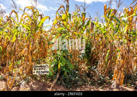 Maize cultivation - post-harvest in Malawi, showing experimental treatment of pig manure with groundnut intercropping Stock Photo