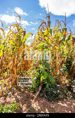 Maize cultivation - post-harvest in Malawi, showing experimental treatment of pig manure with groundnut intercropping Stock Photo