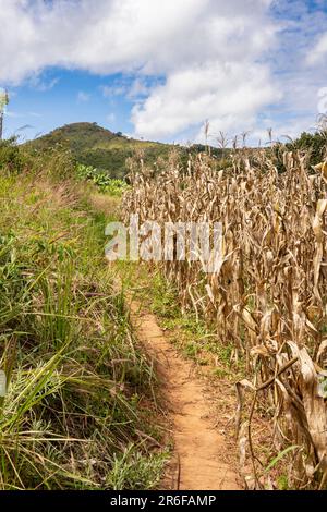 Pathway through a post-harvest maize field in rural Malawi Stock Photo