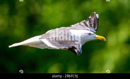 single Seagull bird in flight Stock Photo