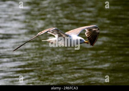 single Seagull bird in flight Stock Photo