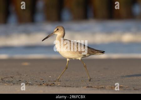 single willet on the beach near the waves Stock Photo