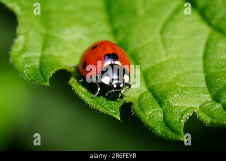 Seven spot ladybird (Coccinella septempunctata) on the edge of a green leaf Stock Photo