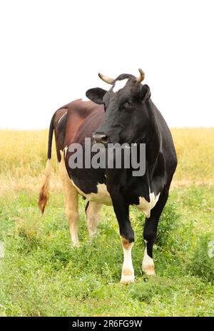 Caw in a meadow feeding with copy space. Top view Stock Photo