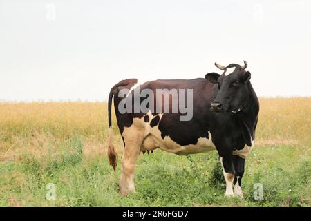 Caw in a meadow feeding with copy space. Top view Stock Photo