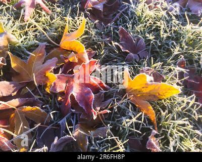 When the leaves fall and frost comes. Autumn leaves on the ground on a frosty morning. Stock Photo