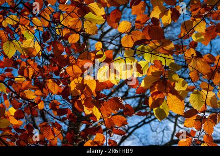 Backlit beech leaves in their autumn colours. Shot against blue sky. Blue and gold colours. Stock Photo